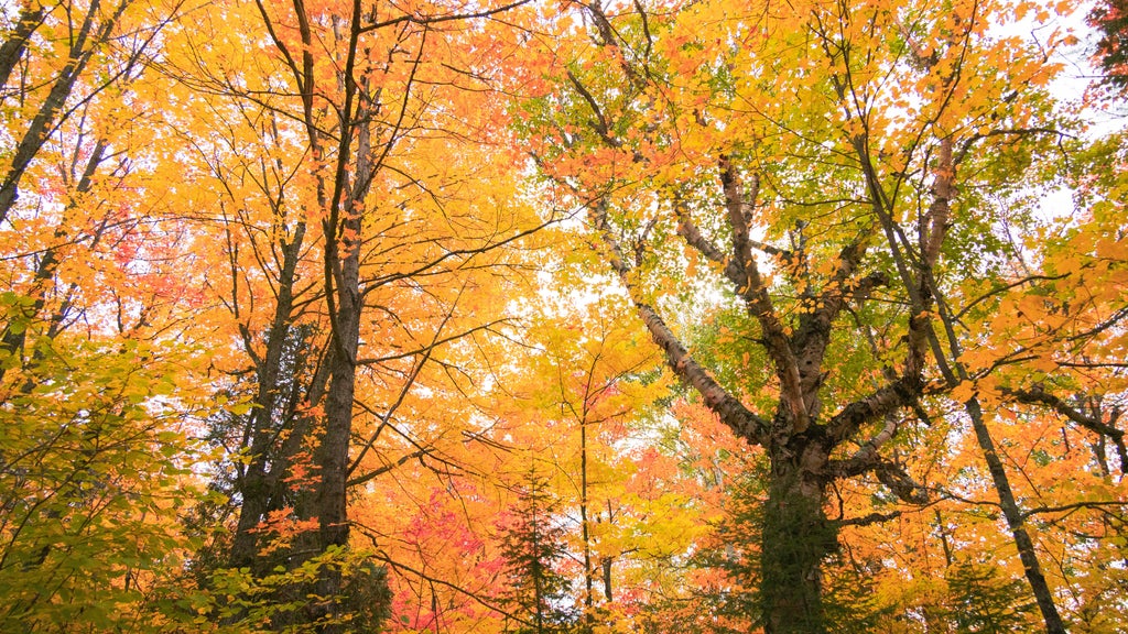 Summerlike weekend on tap in Twin Cities; fall returns early next week — WCCO / CBS Minnesota, Prior Lake Community news