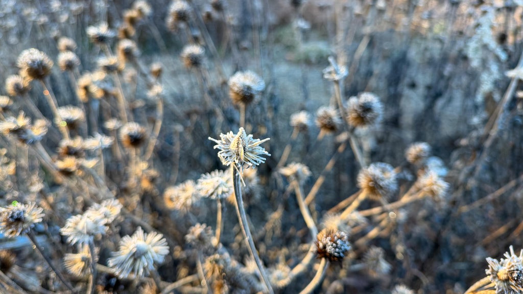 Breezy winds bring cool air to Minnesota, with first frost possible in the metro Friday night — WCCO / CBS Minnesota, Prior Lake Sports news