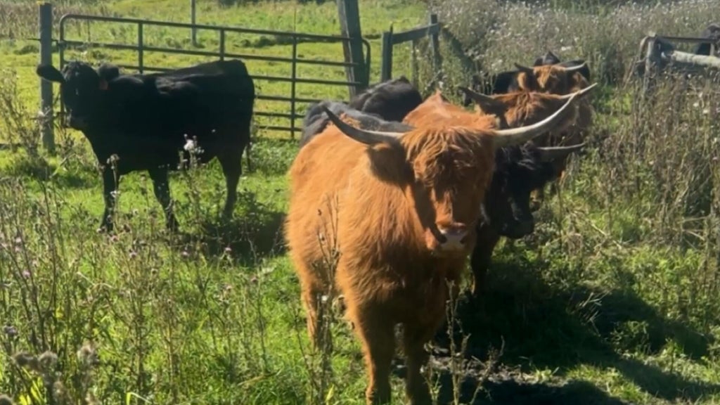 Minnesota farmer calls for thief to return nearly a dozen cows: "You're going to go to jail" — WCCO / CBS Minnesota, Prior Lake Community news