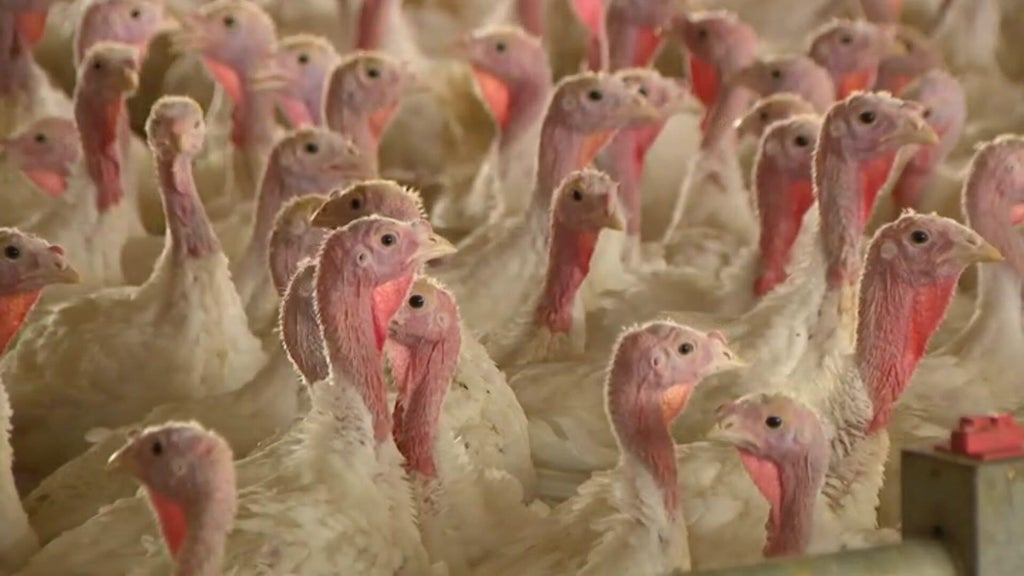 Bird flu confirmed in Barron County, Wisconsin, commercial poultry flock — WCCO / CBS Minnesota, Prior Lake Real Estate news