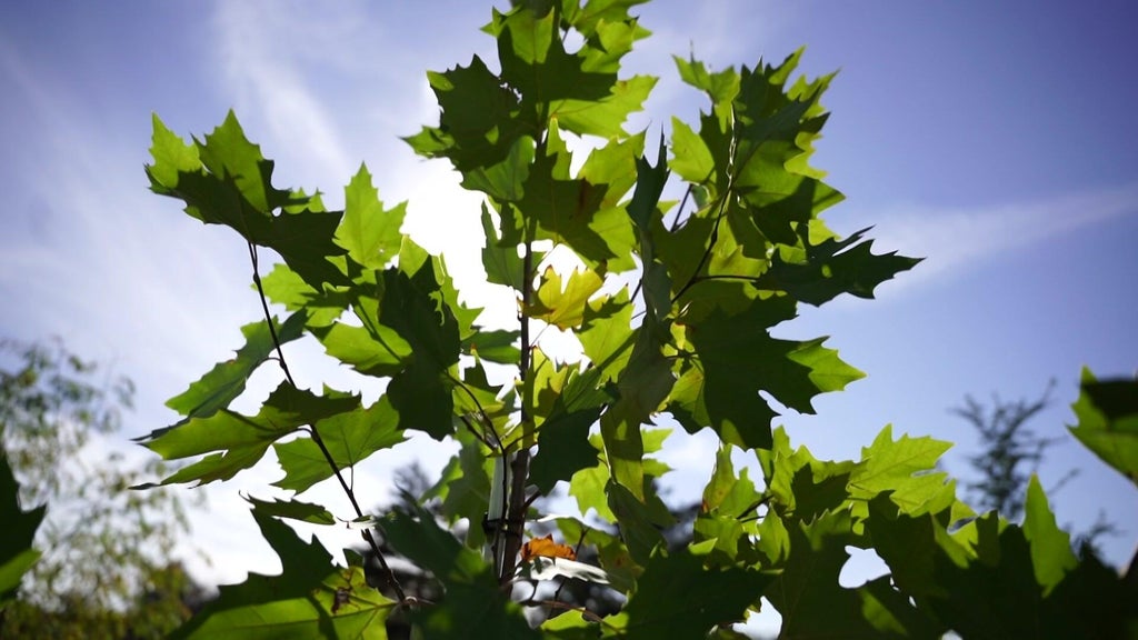 St. Paul city employees help plant trees at church in Rondo neighborhood — WCCO / CBS Minnesota, Prior Lake Real Estate news