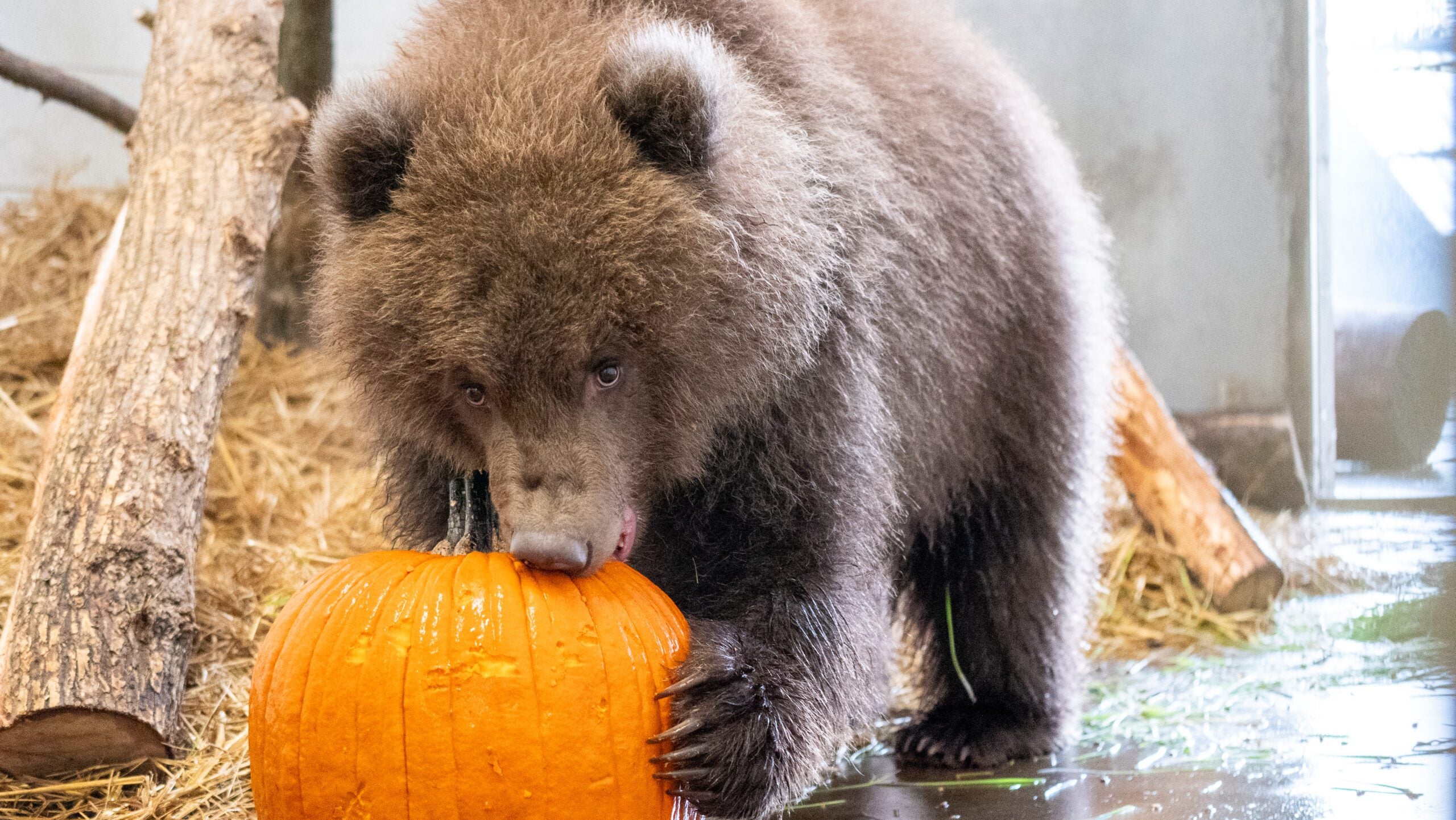 Minnesota Zoo welcomes 3 orphaned brown bear cubs rescued from Alaska — Prior Lake Health news