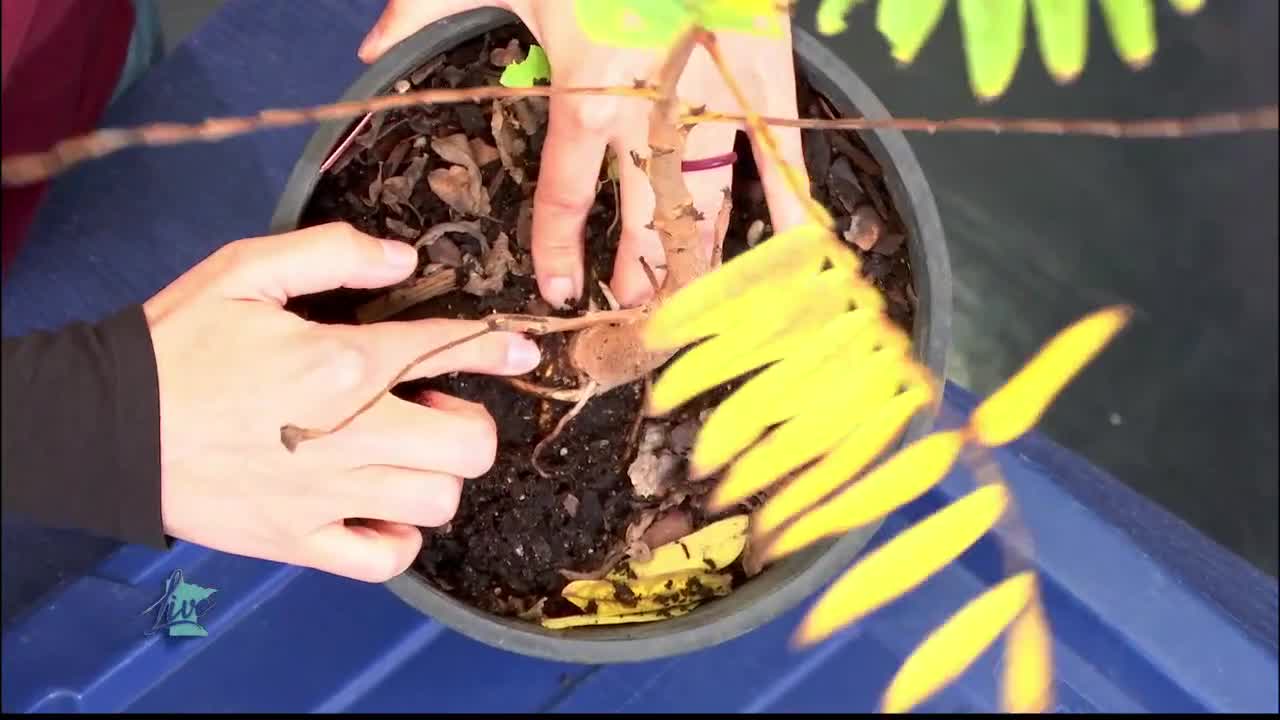 Tips for Planting Trees — KSTP 5, Prior Lake Community news