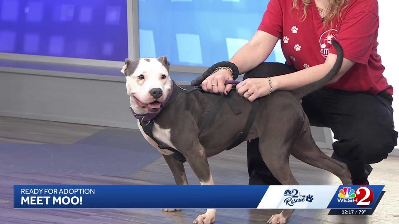 Moo at Southeast Volusia Humane Society is looking for a home — WESH 2 Orlando, Prior Lake Community news
