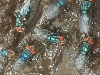 Odor complaints target Mexico’s screwworm fly facility — KFGO, Prior Lake Schools news