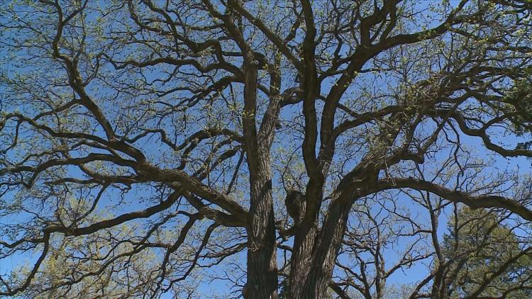 How to keep your oak trees healthy — KARE 11 Local, Prior Lake Health news