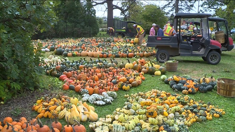 Pumpkin 101: Best to cook, carve & display — KARE 11 Local, Prior Lake Community news