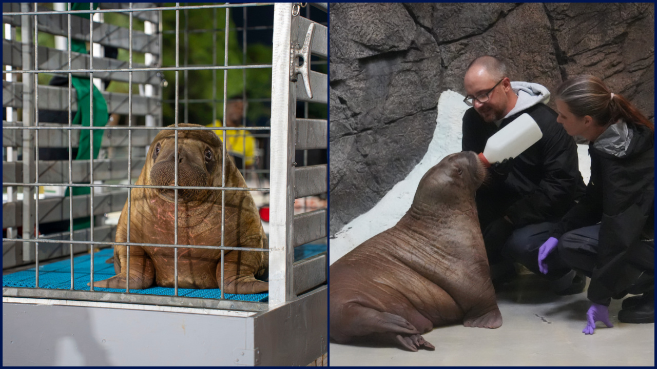Orphaned baby walrus in Alaska flown 4,800 miles to new home in Florida — FOX 9, Prior Lake Community news