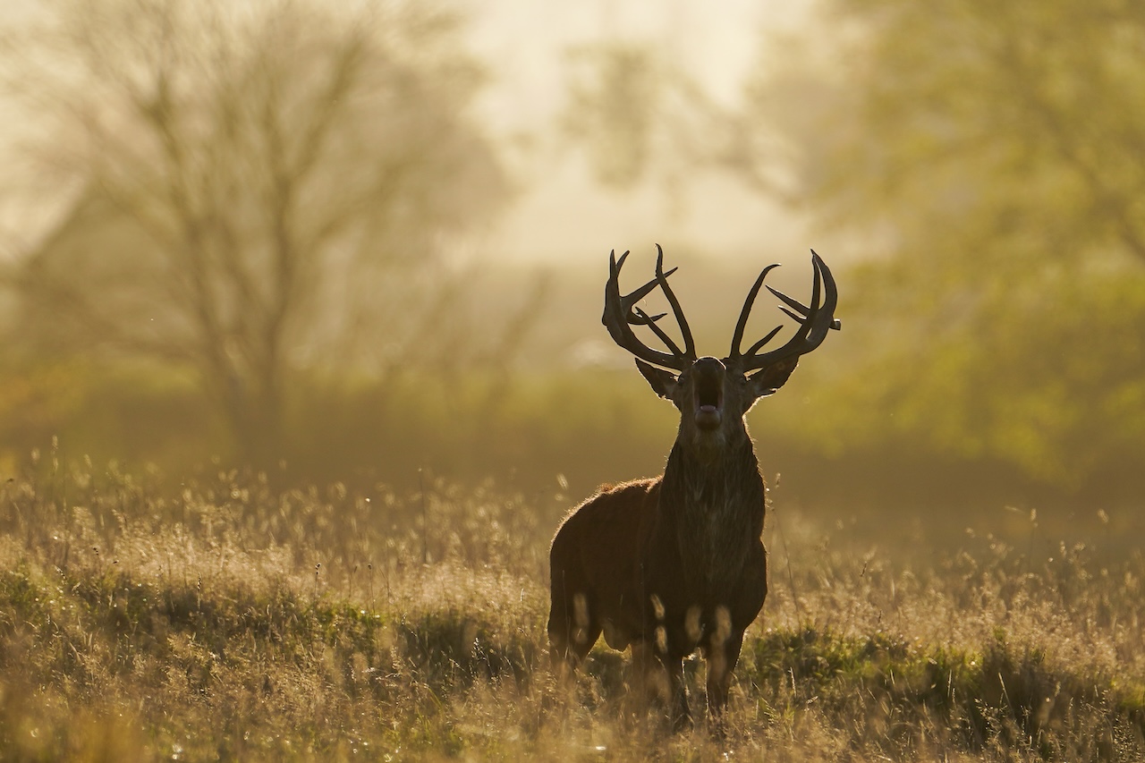 Deer-related crashes spike in the fall. Here's why. — FOX 9, Prior Lake Sports news