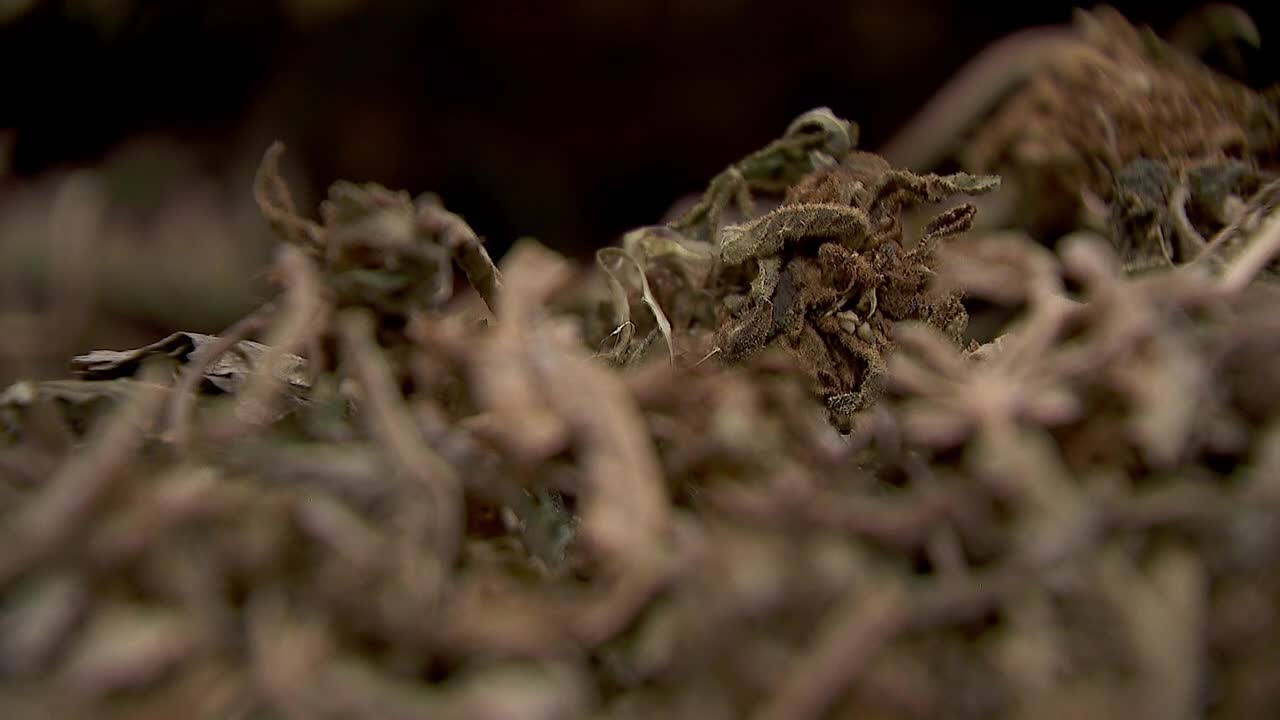 Hemp THC deadline hits $200 million industry, leads to layoffs, but liquor stores may maintain — FOX 9, Prior Lake Business news