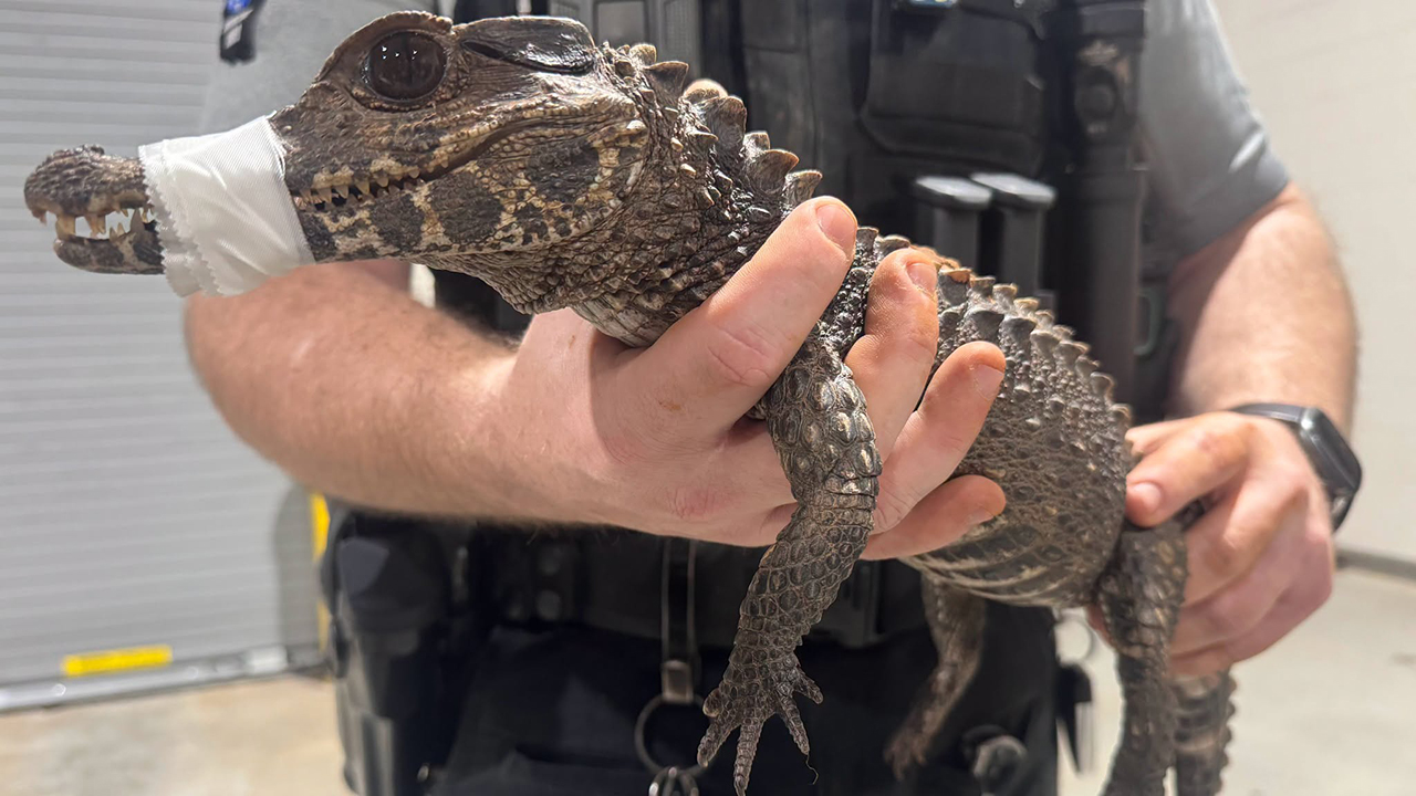 Watch: Deputies in Oklahoma capture escaped caiman after months on the loose — FOX 9, Prior Lake Community news